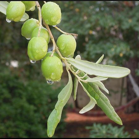 La Vigne Et L'Olivier Διαμέρισμα Villeneuve-lès-Avignon Εξωτερικό φωτογραφία